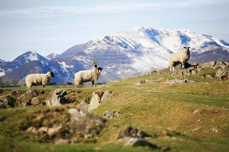 Grizedale Pike